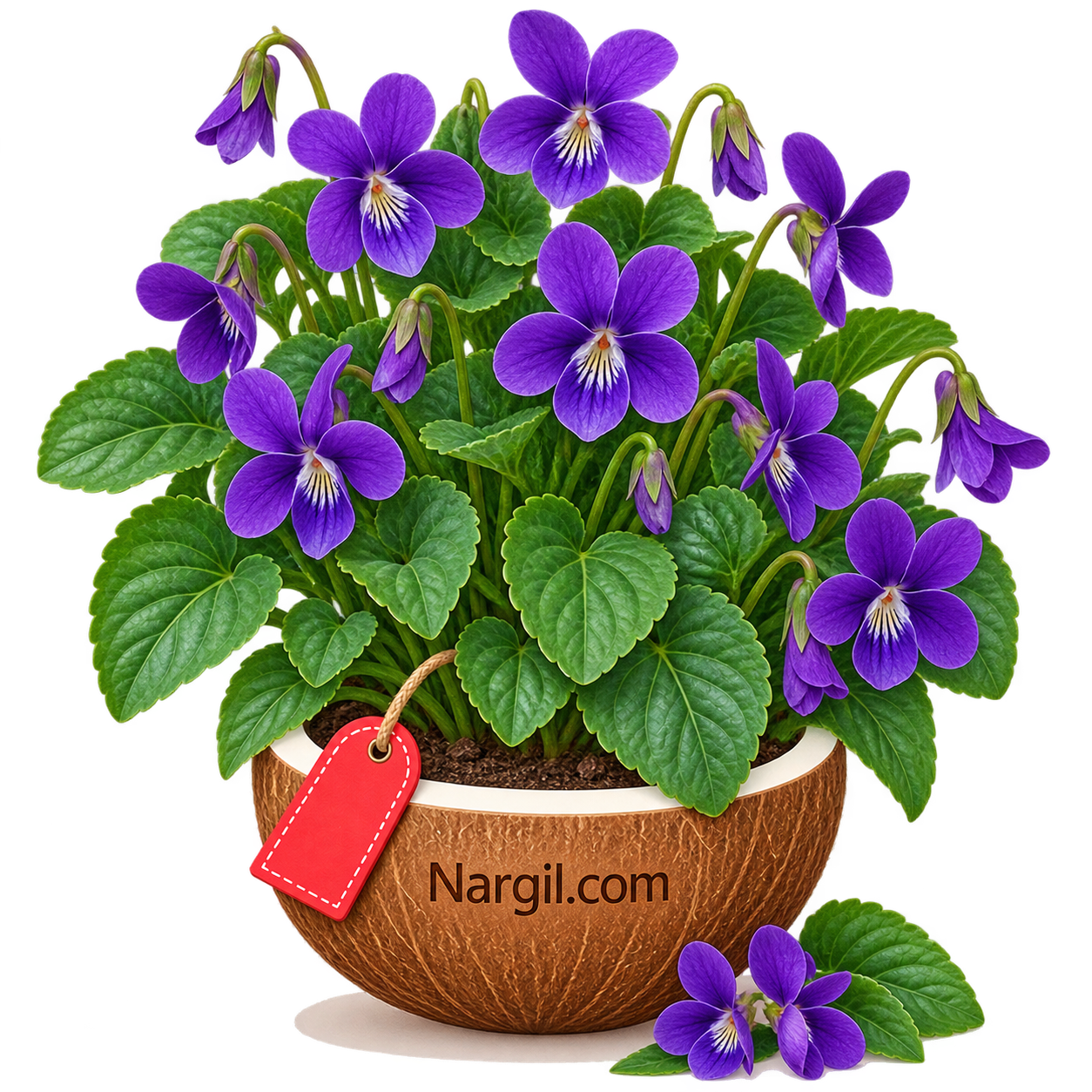 Nargil_Viola Odorata